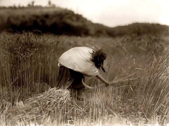 Apache Woman Reaping and Gathering Wheat. It was made in 1906