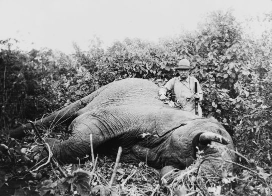 Teddy Roosevelt station subsequent to a passed elephant on his African Expedition, 1909-1910