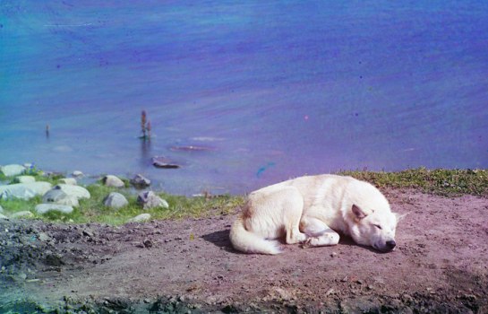 A dog rests on the shore of Lake Lindozero in 1910. From the album “Views along the Murmansk Railway, Russian Empire”