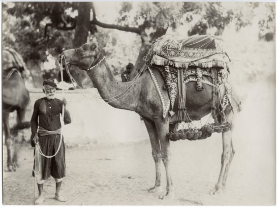 Camel with Attendant - Jaipur, Rajasthan, c1900's