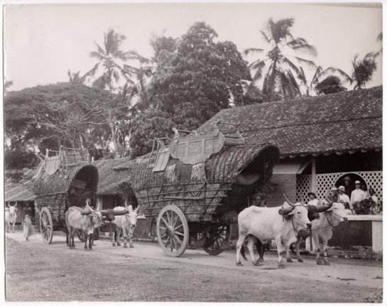 Double Bullock Carts - Ceylon (Sri Lanka) c1890's
